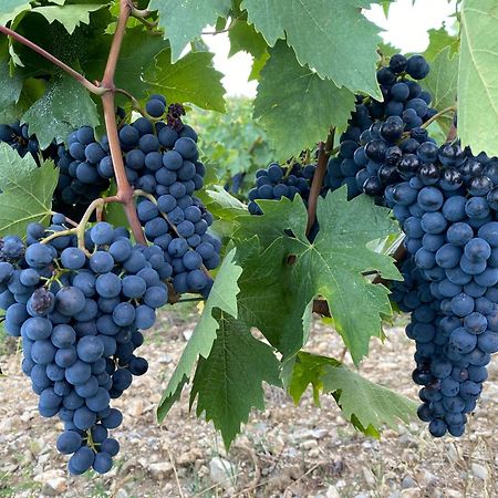 Tregole Leilighet Castellina in Chianti Eksteriør bilde
